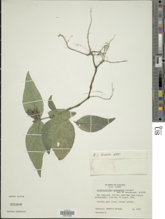 Herpetacanthus panamensis image
