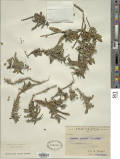 Pogonospermum ciliatum image