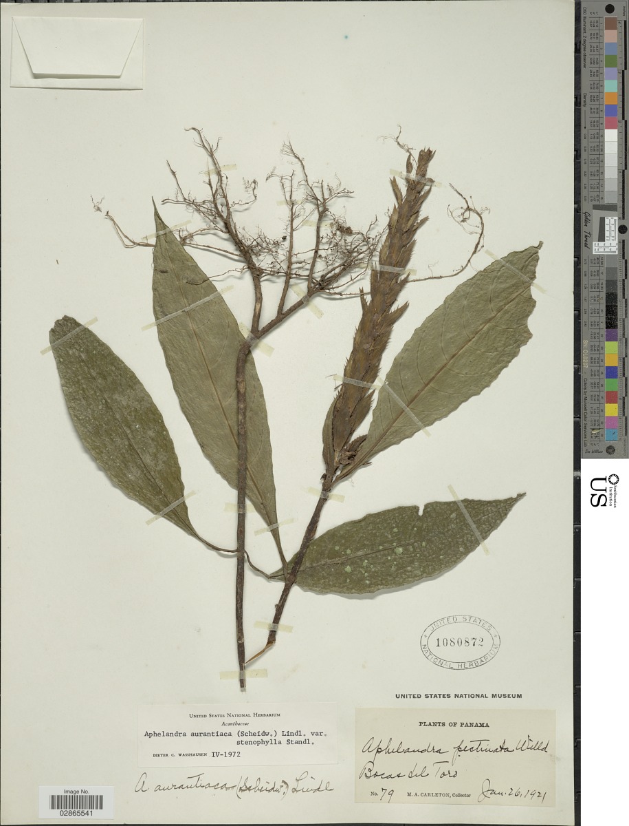 Aphelandra aurantiaca var. stenophylla image