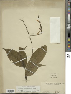 Thyrsacanthus tubaeformis image