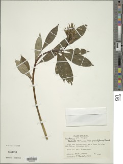 Image of Neriacanthus grandiflorus