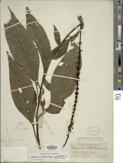 Thyrsacanthus callistachyus image
