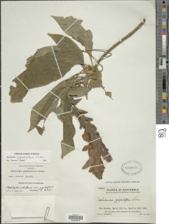 Aphelandra gigantiflora image