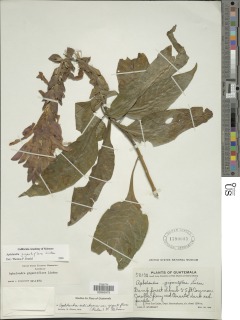 Aphelandra gigantiflora image