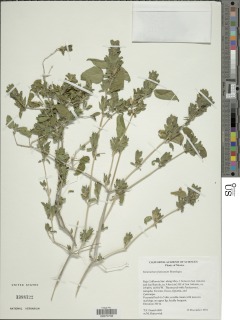 Tetramerium fruticosum image