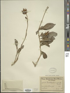 Image of Sclerochiton caeruleus