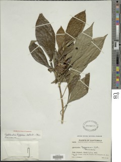 Aphelandra scabra image