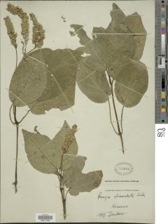 Image of Ascotheca paucinervia