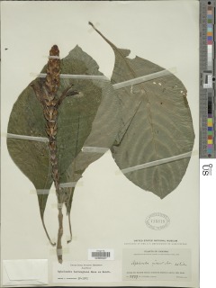 Aphelandra hartwegiana image