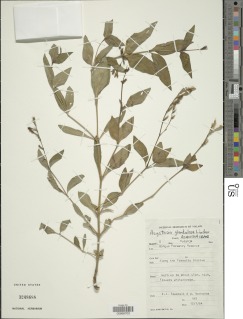 Image of Asystasia glandulosa