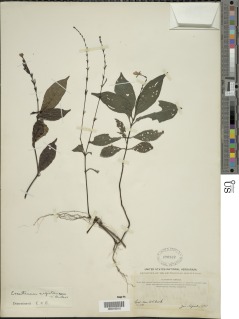 Eranthemum nigritanum image