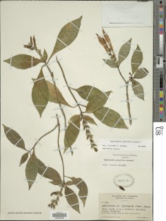 Aphelandra gracilis image