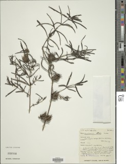 Blepharis affinis image
