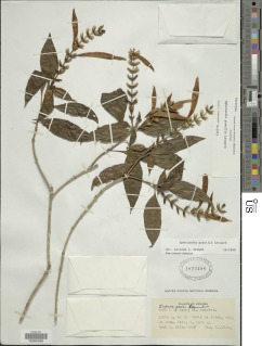 Aphelandra gracilis image