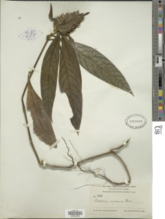 Barleria oenotheroides image