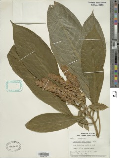 Aphelandra sinclairiana image