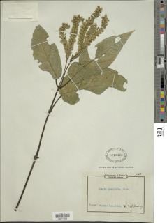 Ascotheca paucinervia image