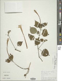 Ruellia bignoniiflora image
