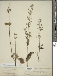 Mesosphaerum urticoides image