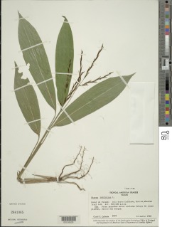 Pharus latifolius image