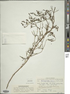 Image of Aeollanthus abyssinicus