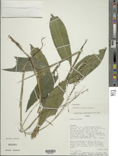 Leptaspis zeylanica image