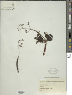 Image of Aeollanthus candelabrum