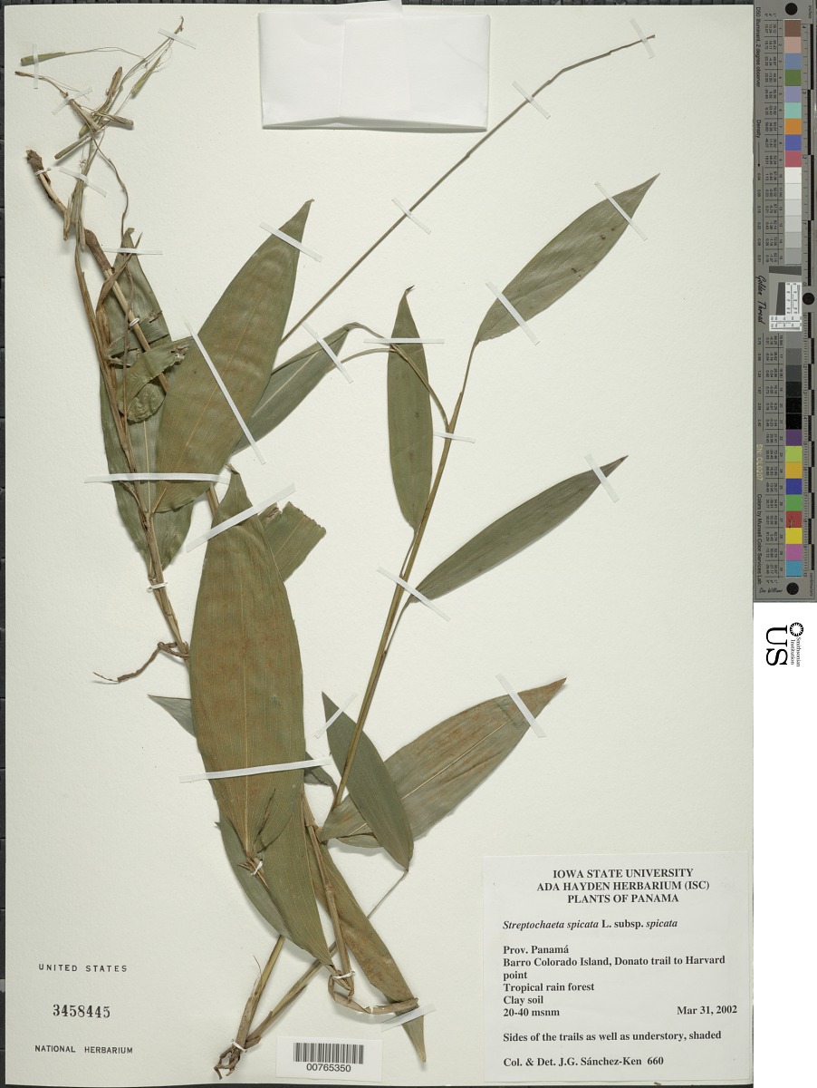 Streptochaeta spicata subsp. spicata image