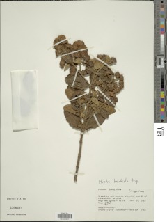 Hyptis brachiata image