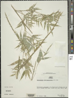 Phyllostachys viridiglaucescens image