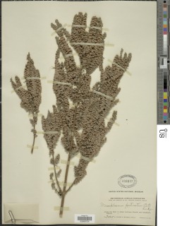 Mesosphaerum pectinatum image