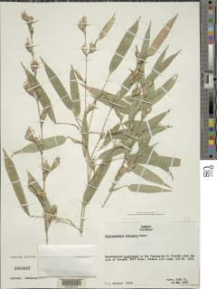 Phyllostachys nidularia image