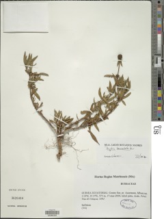 Hyptis lanceolata image