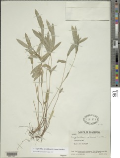 Cryptochloa strictiflora image