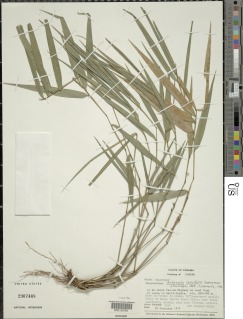 Arberella lancifolia image