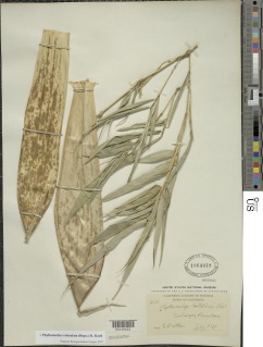 Phyllostachys reticulata image