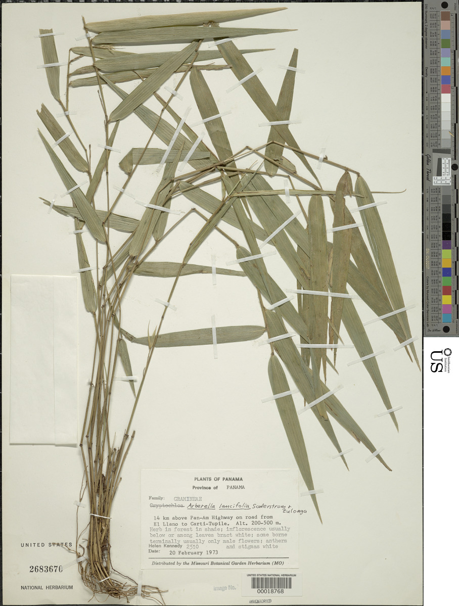 Arberella lancifolia image