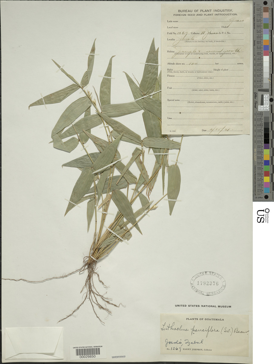 Lithachne pauciflora image