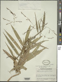 Pharus parvifolius subsp. elongatus image