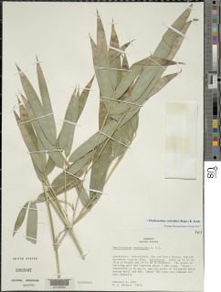 Phyllostachys reticulata image