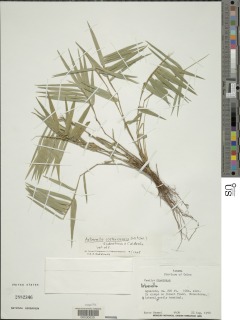 Image of Arberella costaricensis
