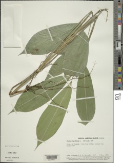 Pharus latifolius image