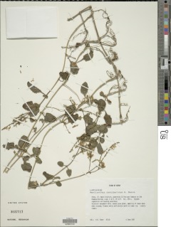 Image of Aeollanthus zanzibaricus