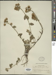 Hyptis lantanifolia image
