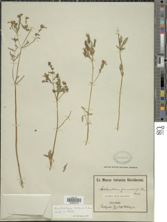 Aeollanthus pinnatifidus image