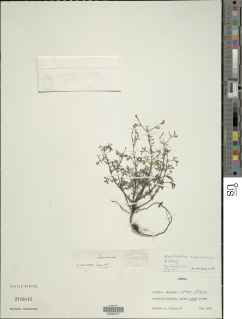 Image of Aeollanthus namibiensis
