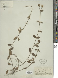 Hyptis lantanifolia image