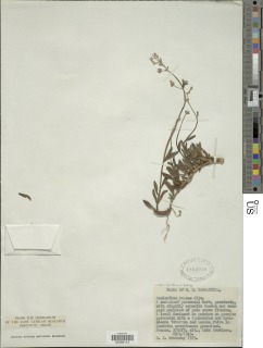 Image of Aeollanthus repens