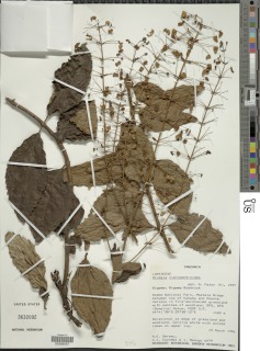 Image of Alvesia clerodendroides
