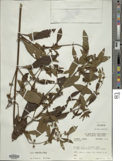 Hyptis obtusiflora image